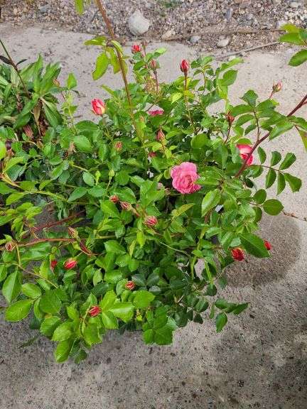 3) Rose Bushes