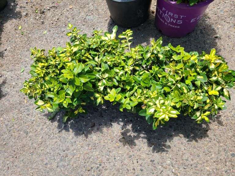 4) Moonshadow Euonymus Shrubs