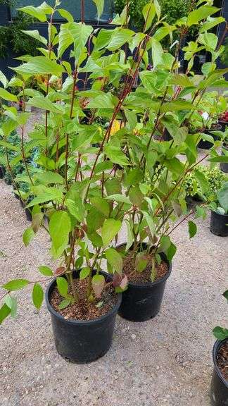 2) Redtwig Dogwood