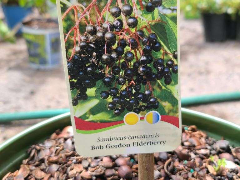 2) Bob Gordon Elderberry