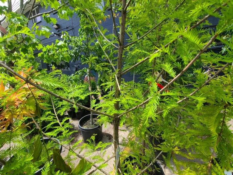Bald Cypress