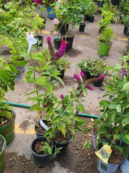 3) Miss Molly Butterfly Bush