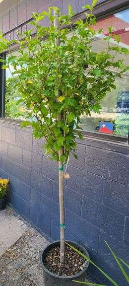 Hibiscus Rose of Sharon Tree