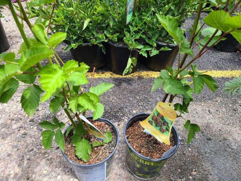 2) Blackberry Plants