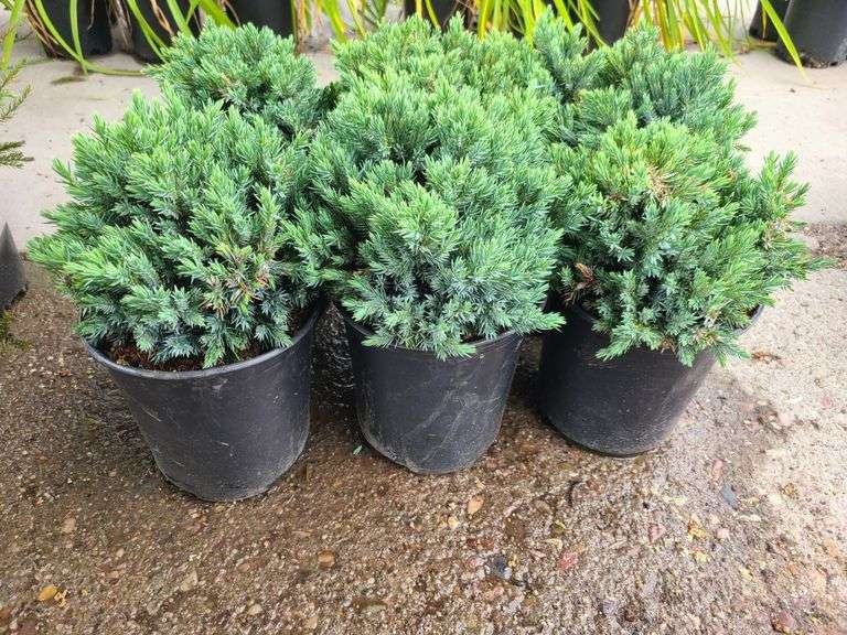 6) Blue Star Juniper
