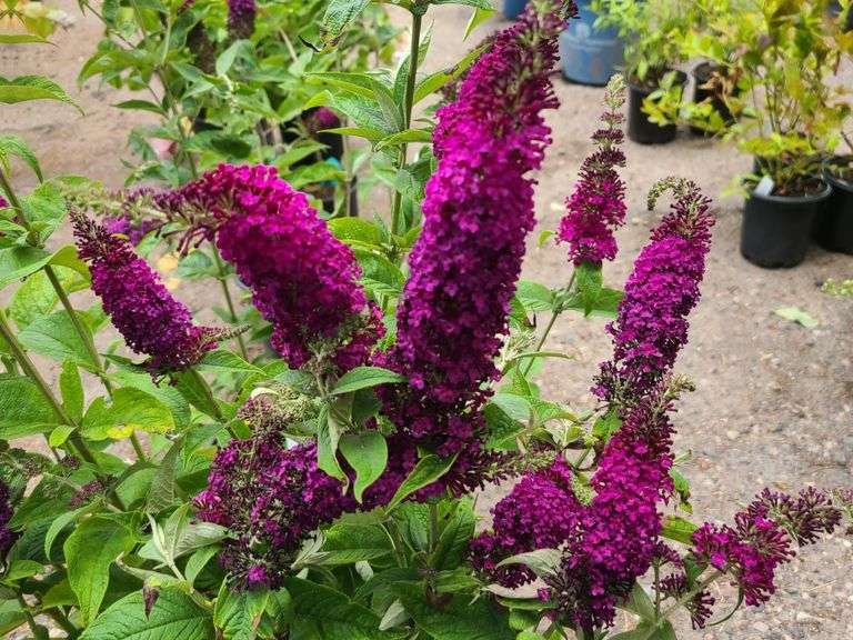3) Miss Molly Butterfly Bush