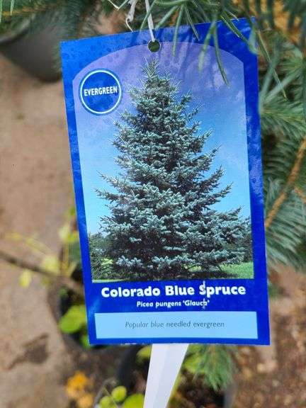 Colorado Blue Spruce