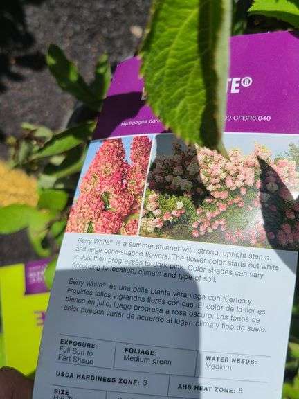 5) Hydrangea paniculatas