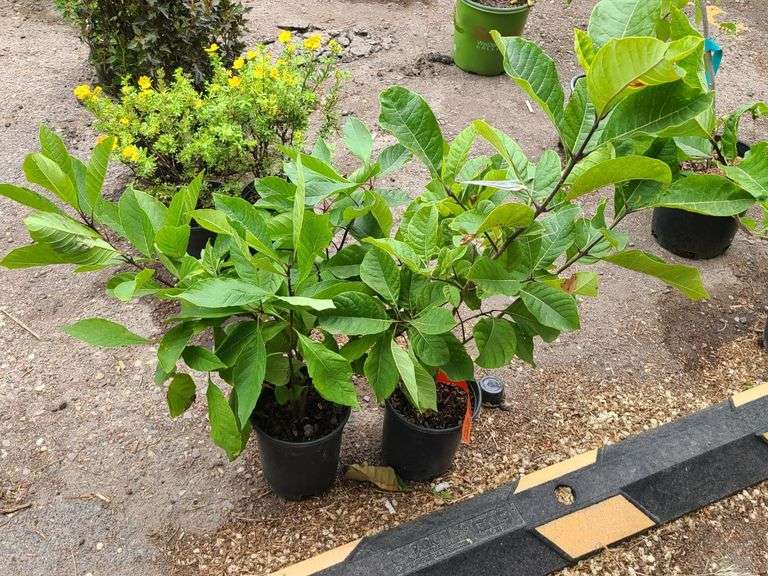 2) Fringe Tree