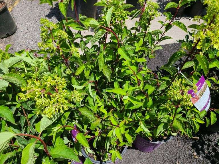 8) Berry White Hydrengeas