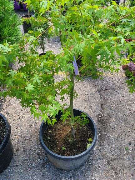 Japanese Maple