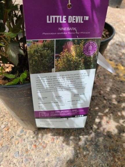 2) Little Devil Ninebark