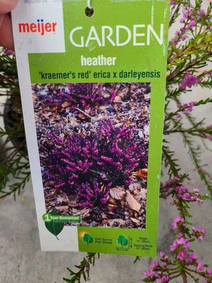 3) Purple Heather Calluna Vulgaris