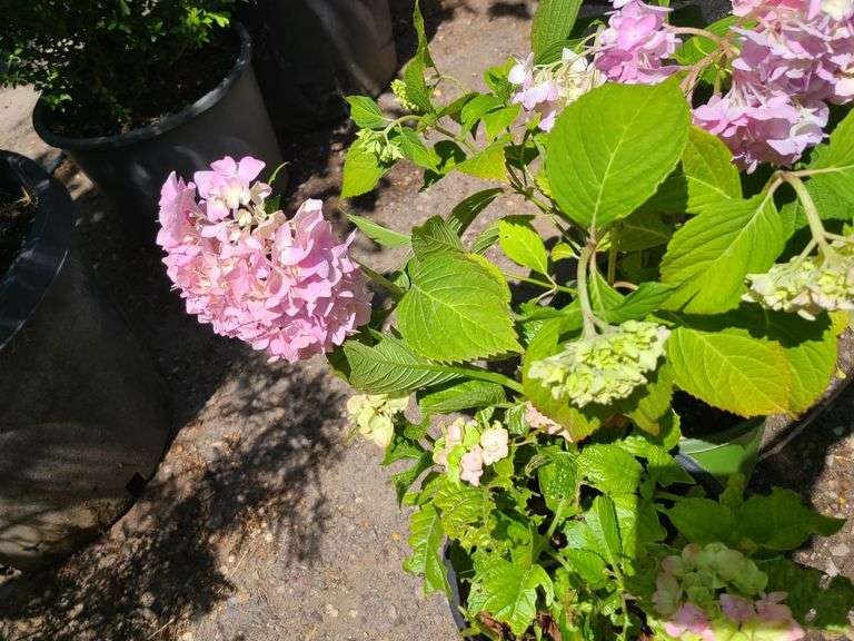 2) Hydrangea