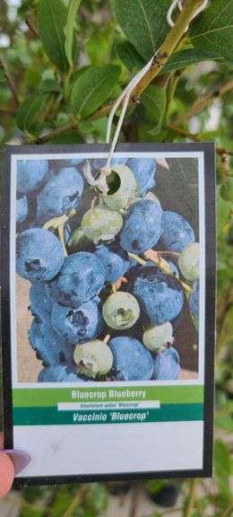 Bluecrop Blueberry Tree
