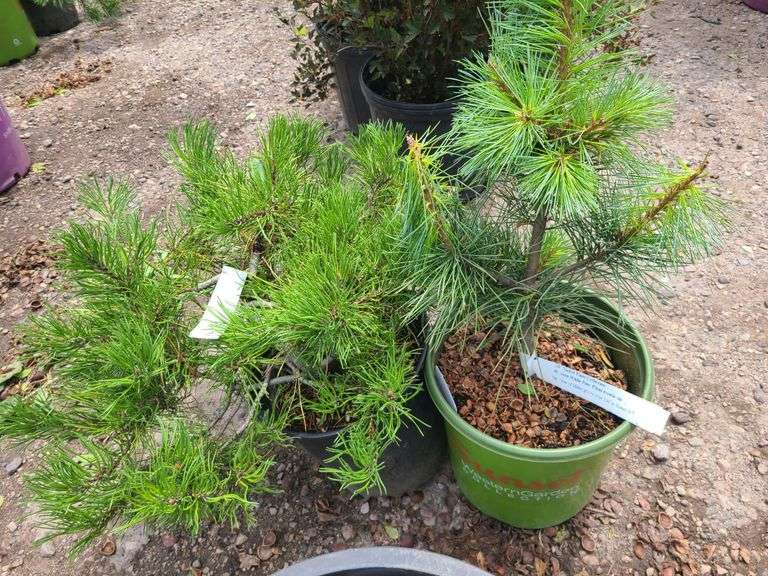 Mugo Pine, Western White Pine