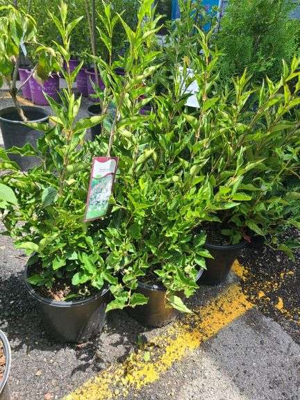 5) Miss Kim Lilac Plants