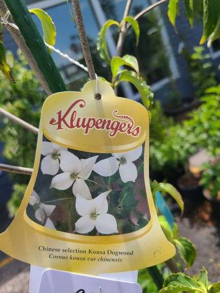 Chinese Dogwood