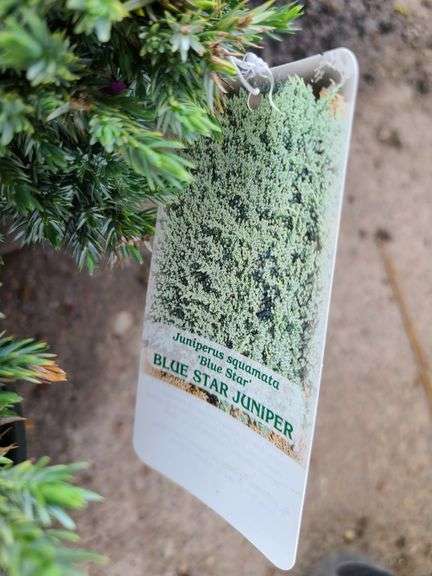 6) Blue Star Juniper