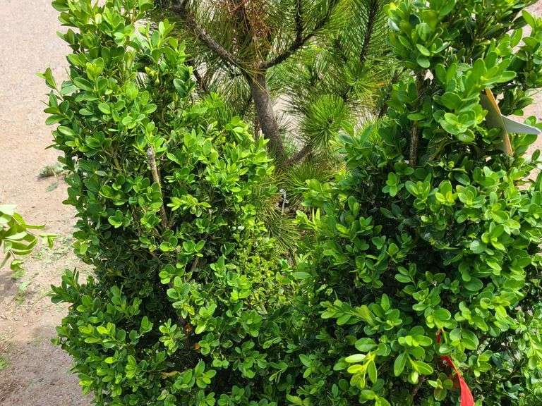 2) Bushes