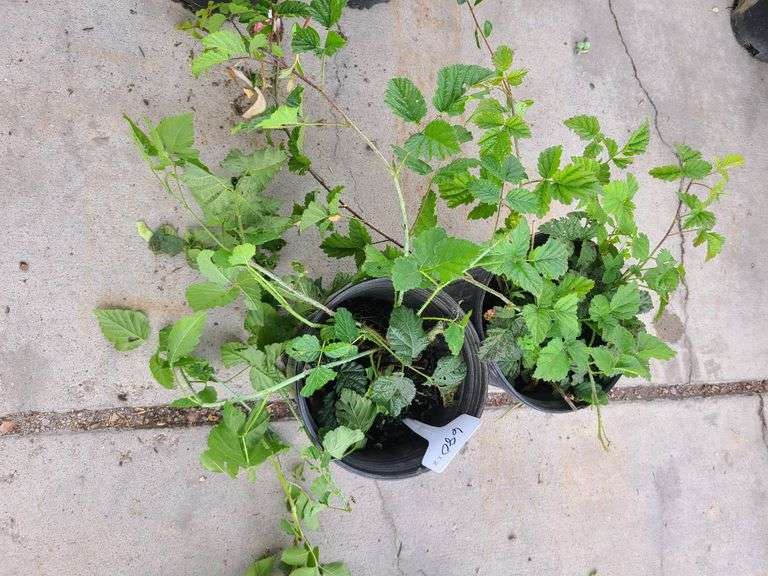 2) Berry Plants