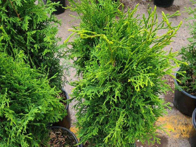 4) Emerald Green Arborvitae