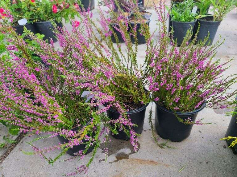3) Purple Heather Calluna Vulgaris