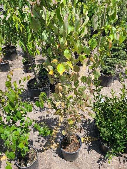 Dogwood Tree