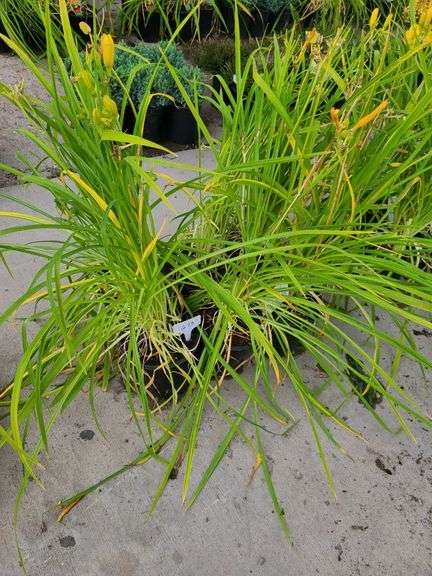 6) Daylily