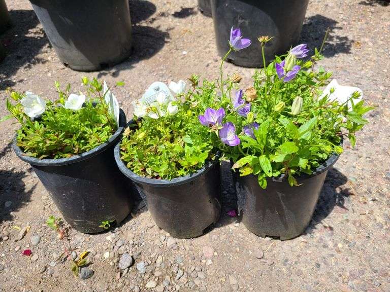 3) Bellflower