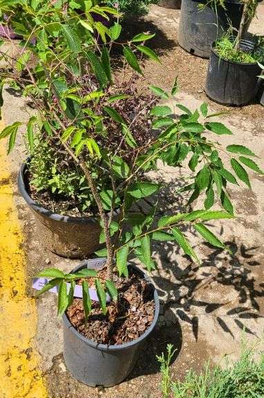 Dwarf Zelkova