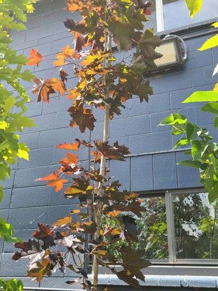 Crimson King Maple