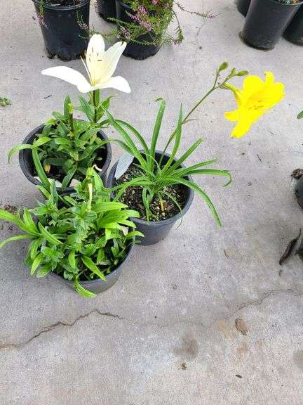 2) Hemerocallis Happy Returns, Dwarf Asiatic Lilly