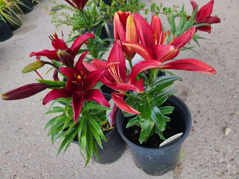 4) Lilium Dwarf Violet