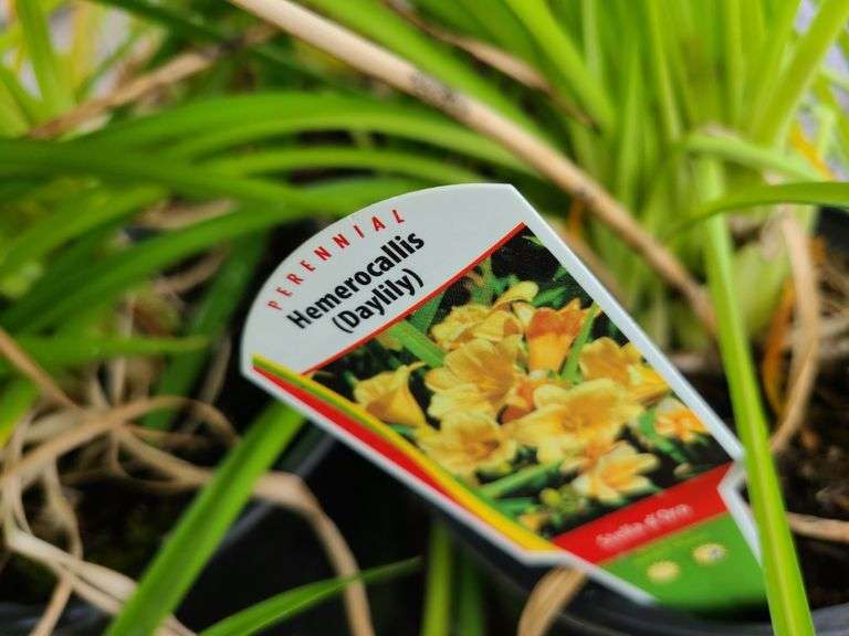 6) Daylily