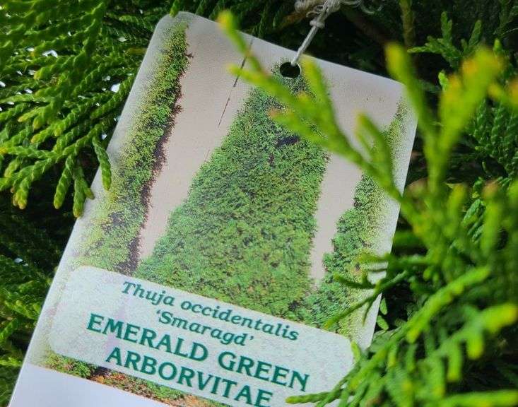 2) Emerald Green Arborvitae