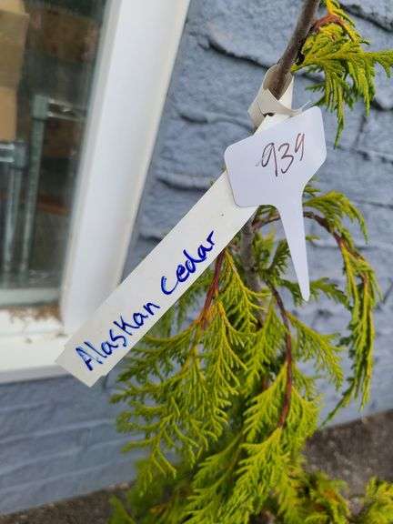 Alaskan Cedar
