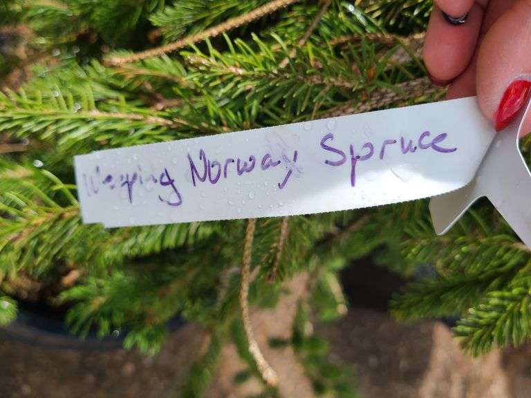 Weeping Norway Spruce