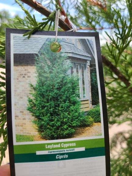 Leyland Cypress