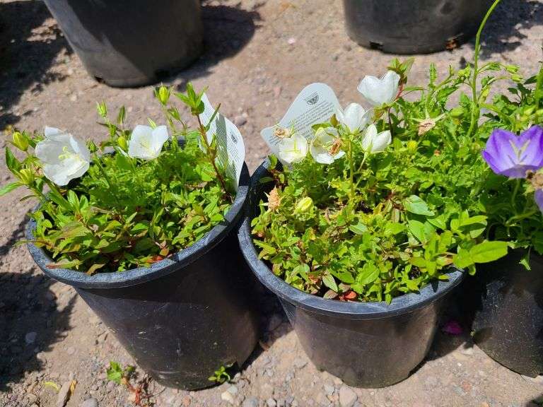 3) Bellflower