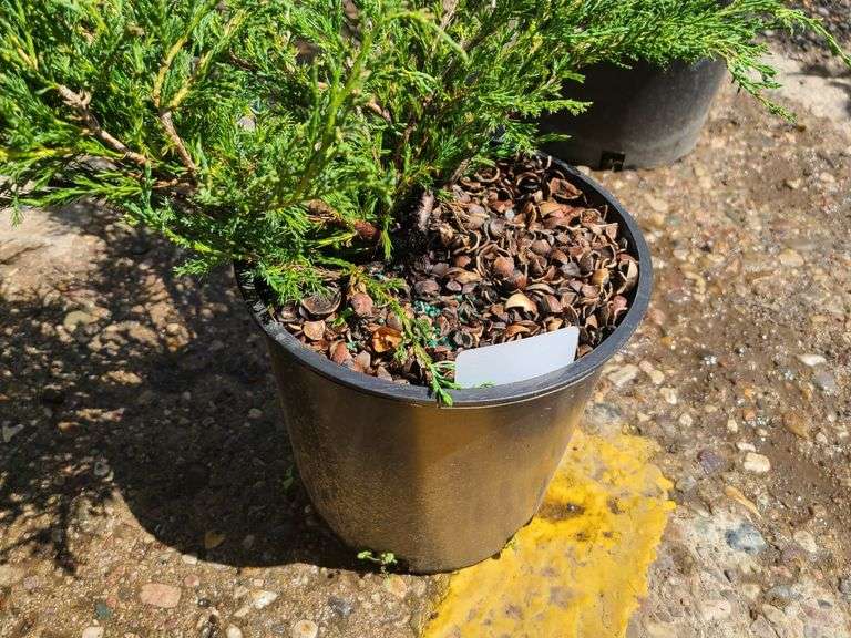 Juniper