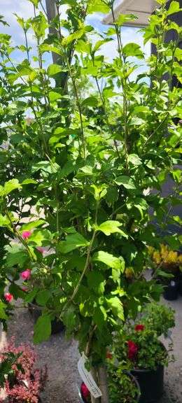 Hibiscus Rose of Sharon Tree