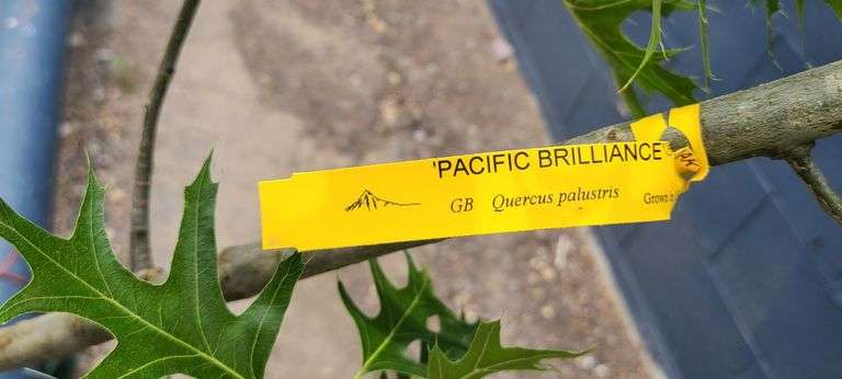 Pacific Brilliance