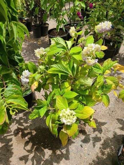 Hydrangea