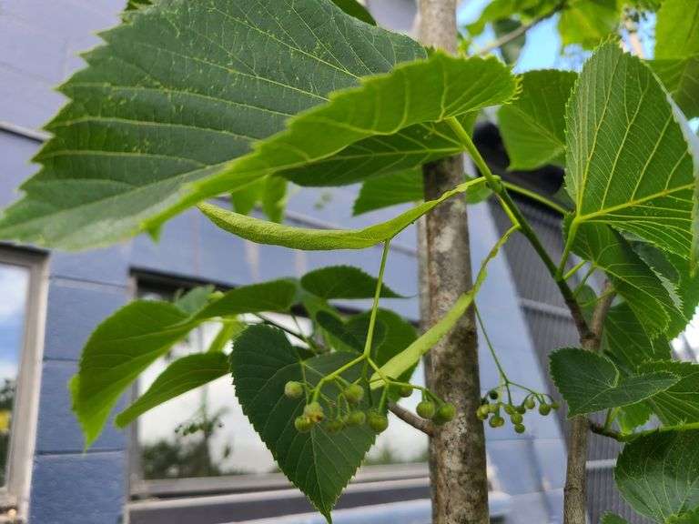 Linden Tree