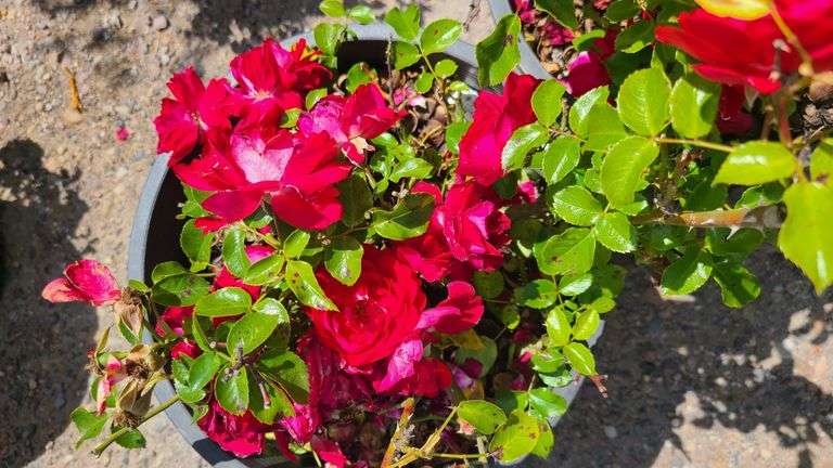2) Rose Bush