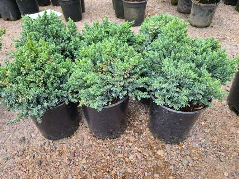 6) Blue Star Juniper
