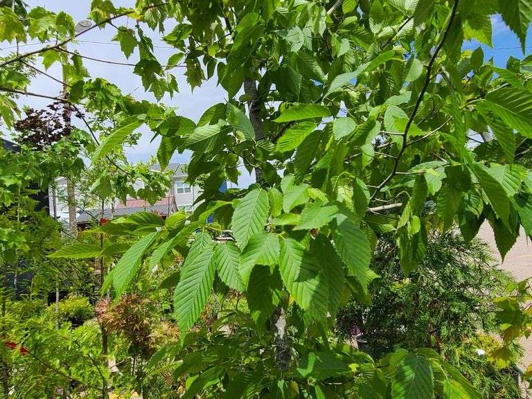 American Hornbeam Tree