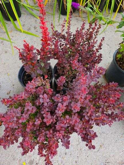4) Royal Burgundy Barberry