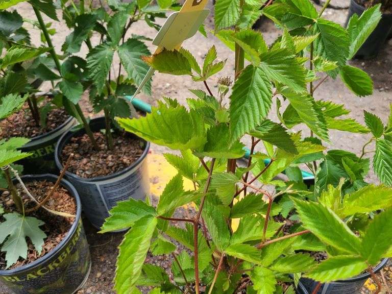 2) Apache Thornless Blackberry